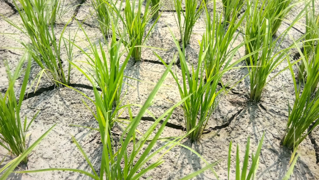 Rice plants growing across cracked, drought-stricken soil, illustrating El Niño risks to Asian harvests and food supplies